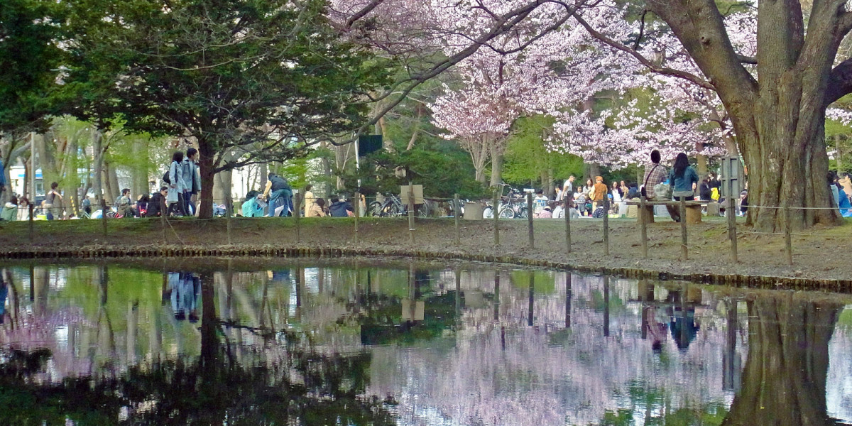 maruyama-park_main_cherry3-1200x600-1.jpg