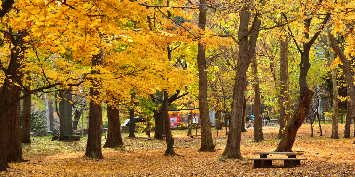 maruyama_autumn-1200x600-1.jpg