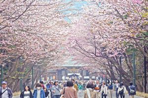 sub_sakura-360x270-1-300x200.jpg